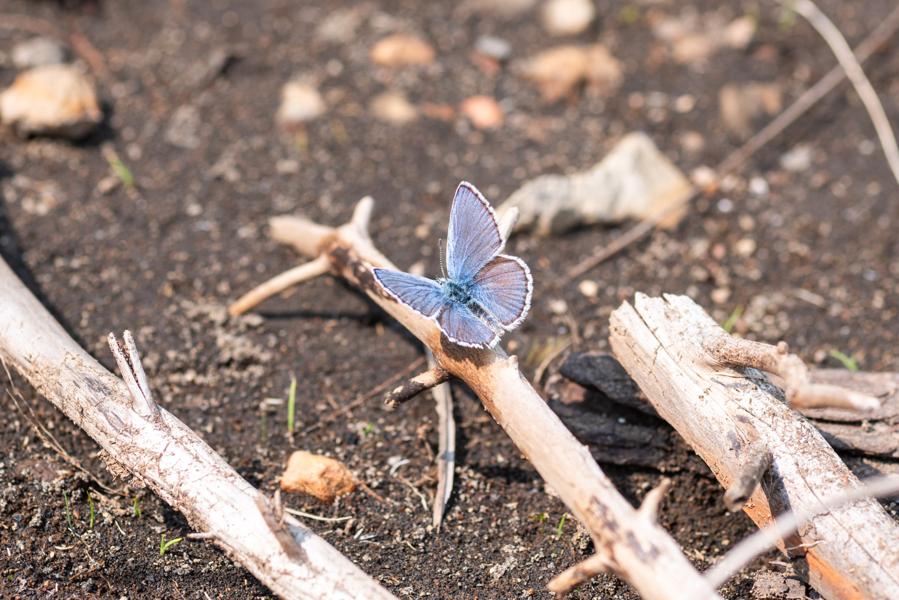Lots of small blue butterflies near the area.