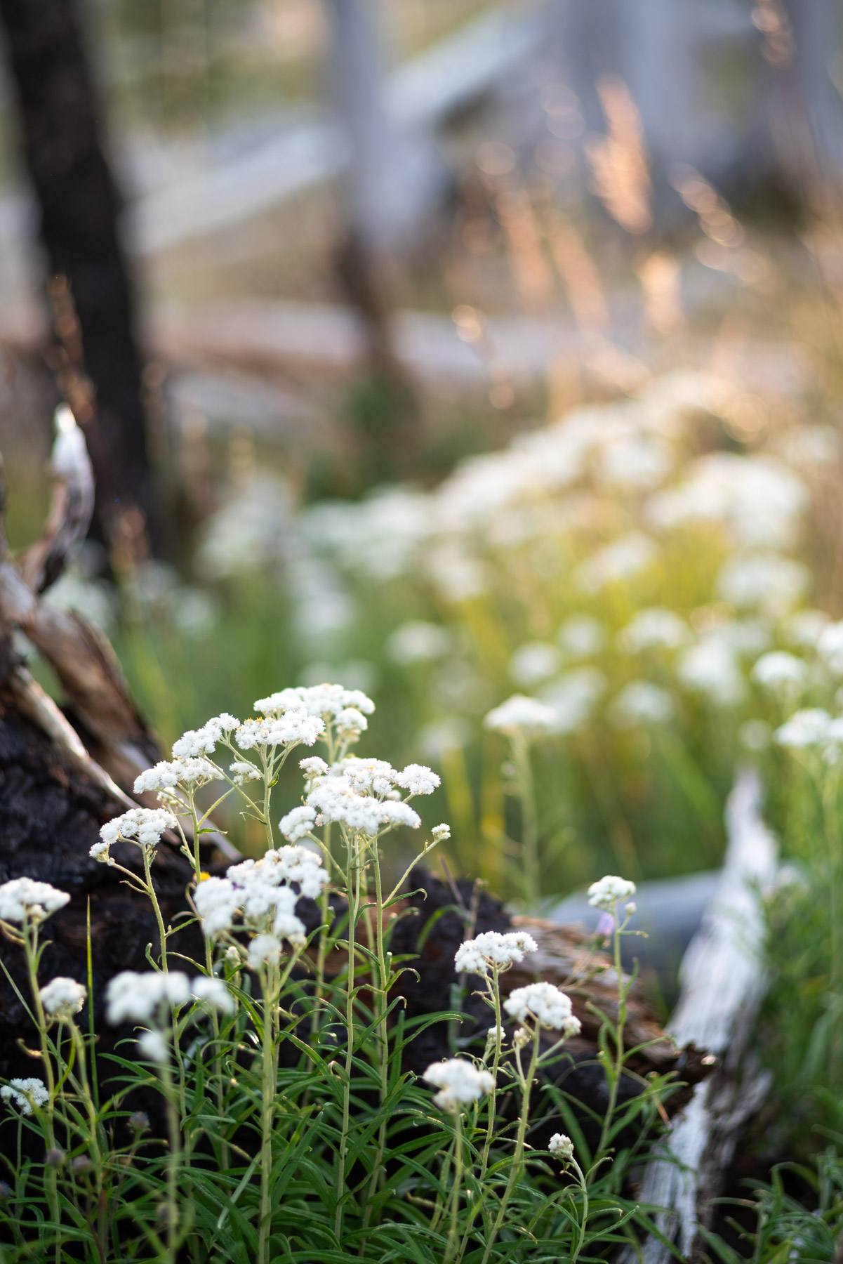 Golden hour next to the tent.