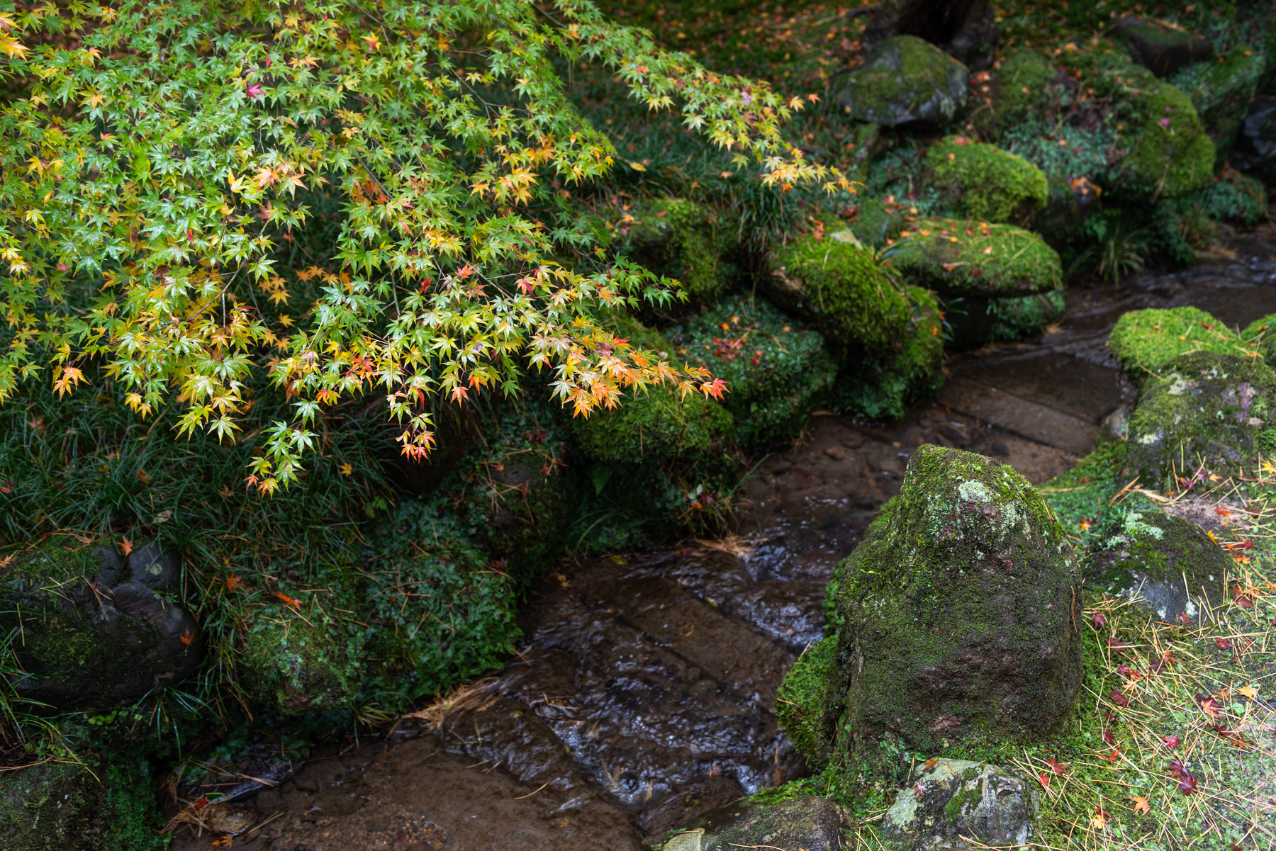 Kenroku-en is one of Japan's Three Great Gardens. We had a wonderful time here. 