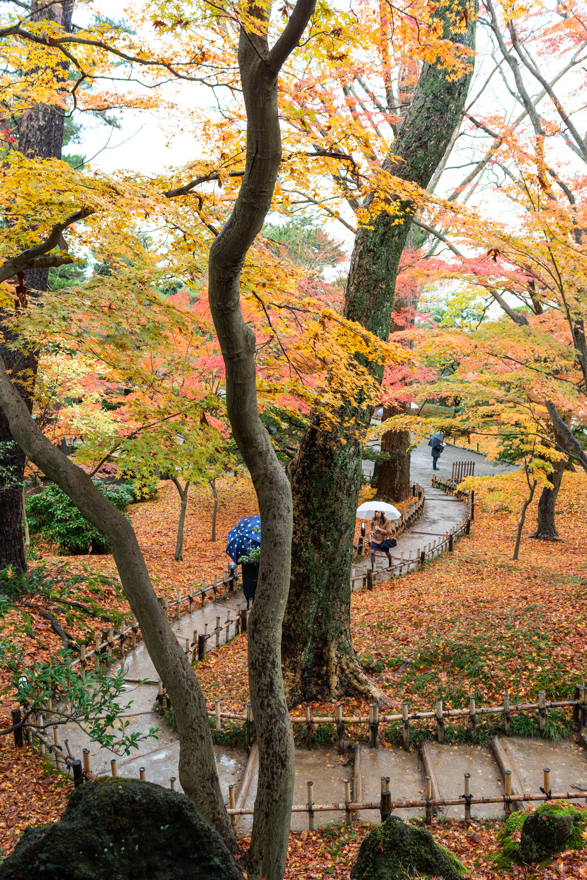 Looking for fall foliage.