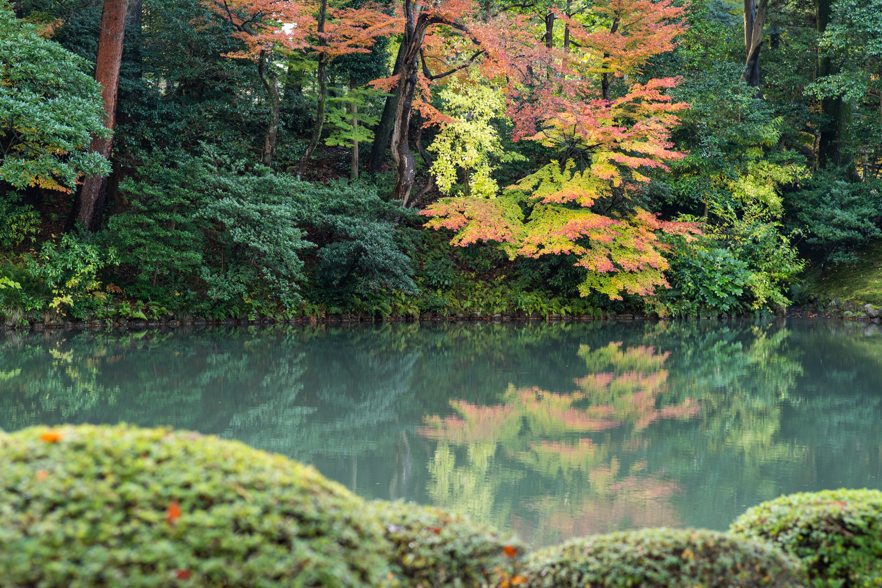 The leaves fanned out here with a gradient of colors.
