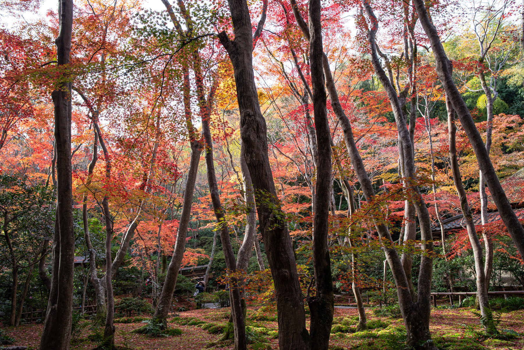 Visited lots of temples. Each had their own charm.