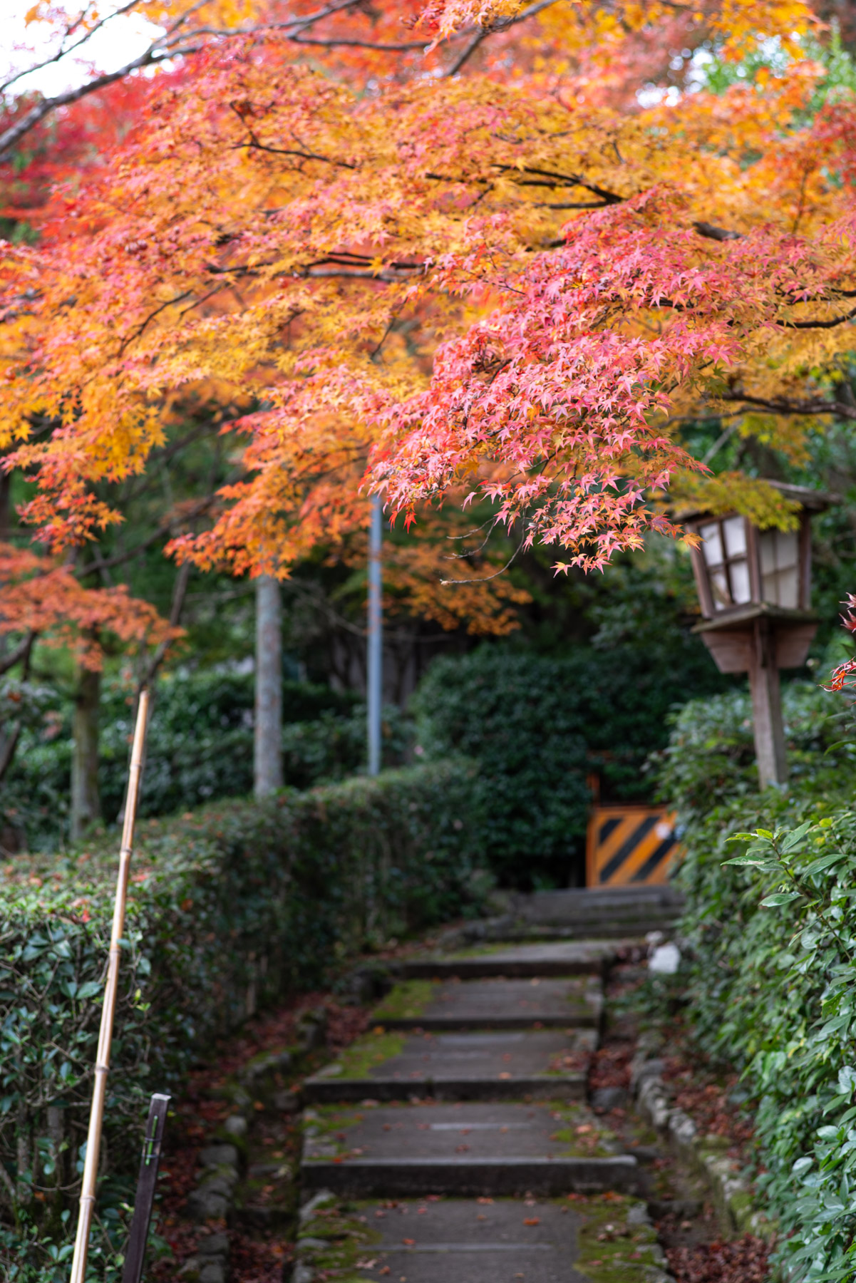 There were maples everywhere.