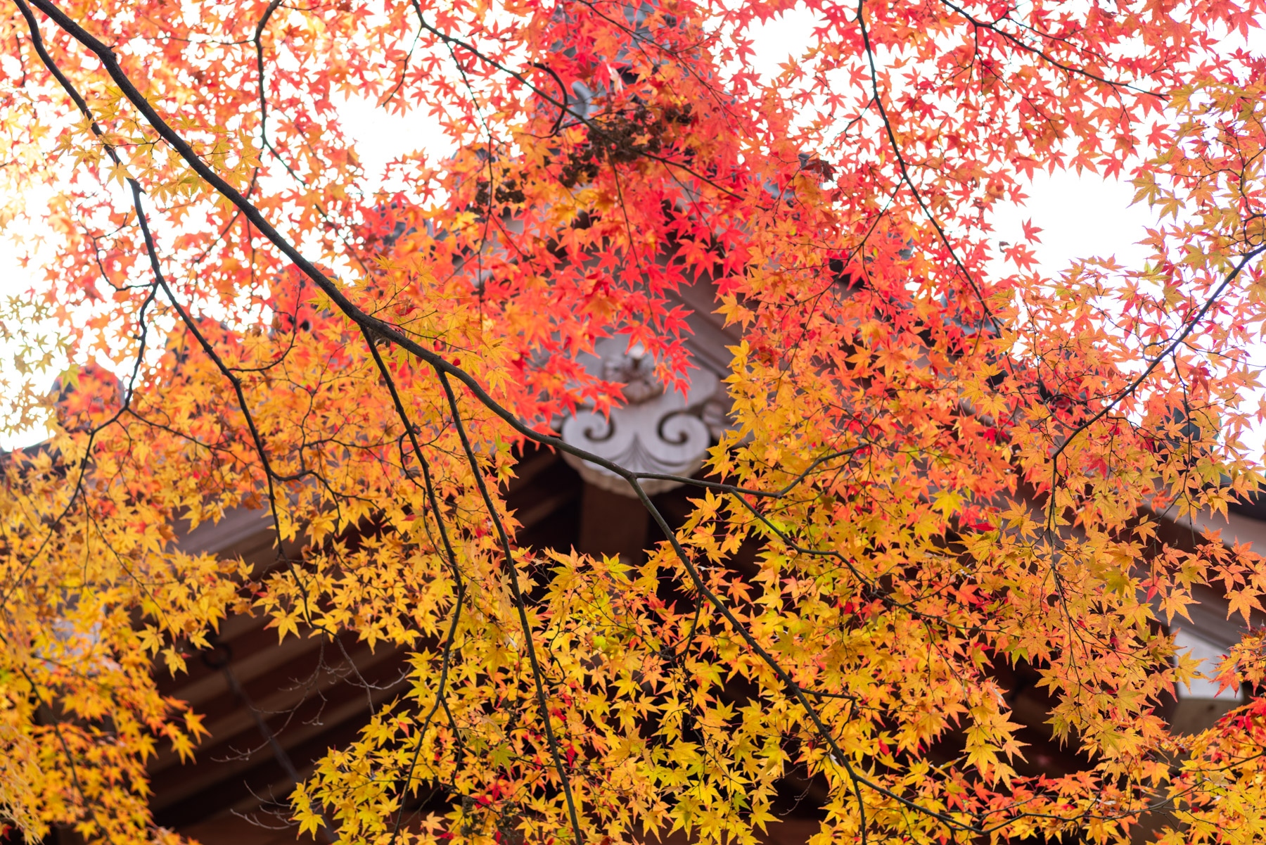 An opening in the sea of leaves.