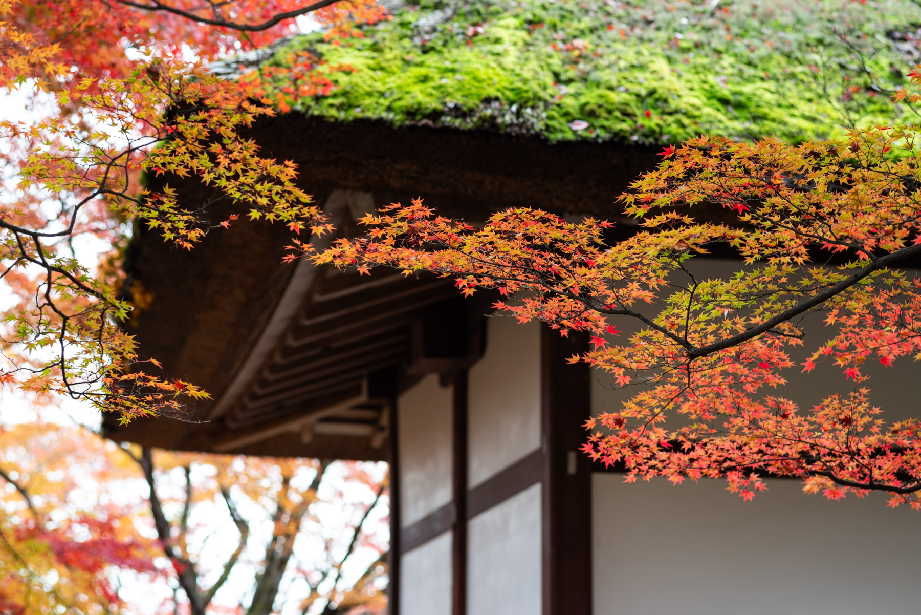Out of all the temples, my favorite was Jokkako-ji. Particularly loved the moss-covered thatch roof here.