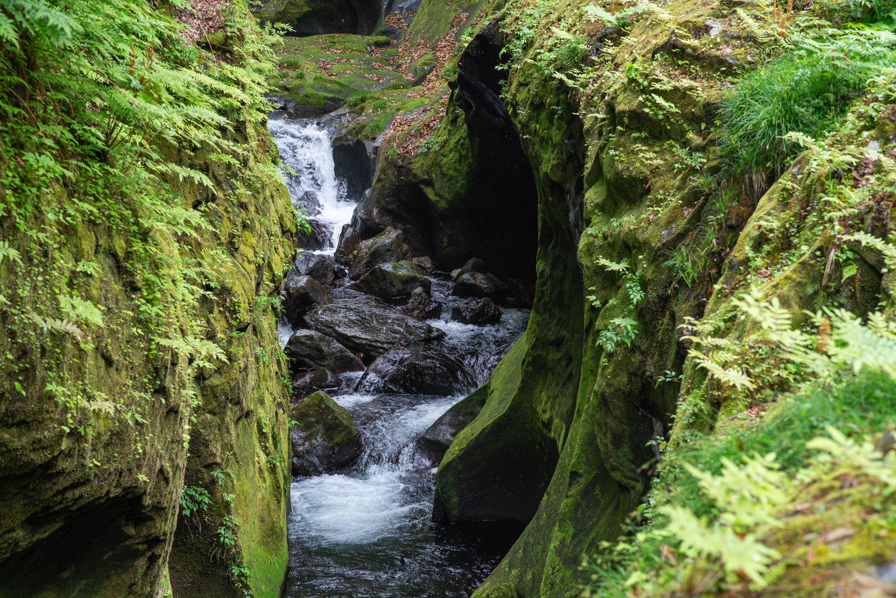 This place must get pretty wet. The rocks have a moss blanket on them.