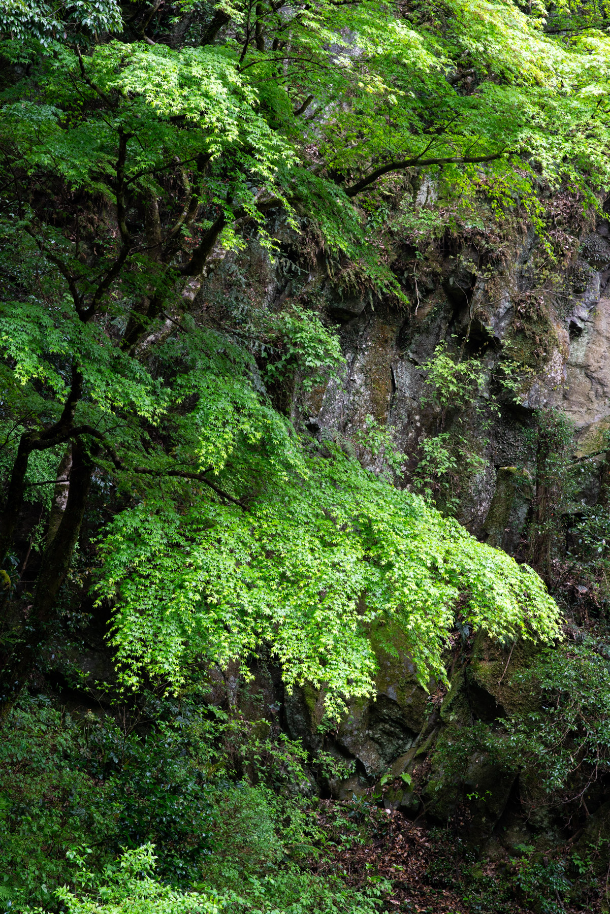Dense maple leaves provide adequate rain cover.