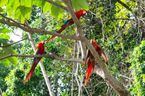 Scarlet macaws and their young one. Triforce anyone?