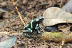 On the last day of our stay, we encountered this green and black dart frog hopping about.