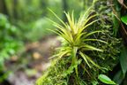 A type of bromeliad. I enjoyed seeing all the branches covered with epiphytes.