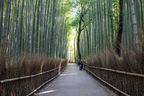 The famous bamboo grove of Arashiyama. Get here early in the morning to avoid the crowds.
