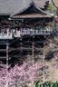 Wooden temple and cherry blossoms, we were relatively lucky with the timing.