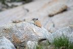 This pika was busy at work near our tent.