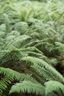 A bunch of ferns at Haast Pass.