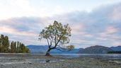 The lone tree at Wanaka. Perhaps one of the most photographed trees.