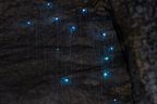 Close-up shot of some glow-worms. The silk threads hanging down have sticky droplets on them used for catching prey.