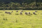 On the drive to Auckland. Sheep butts interlude.