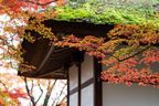Out of all the temples, my favorite was Jokkako-ji. Particularly loved the moss-covered thatch roof here.
