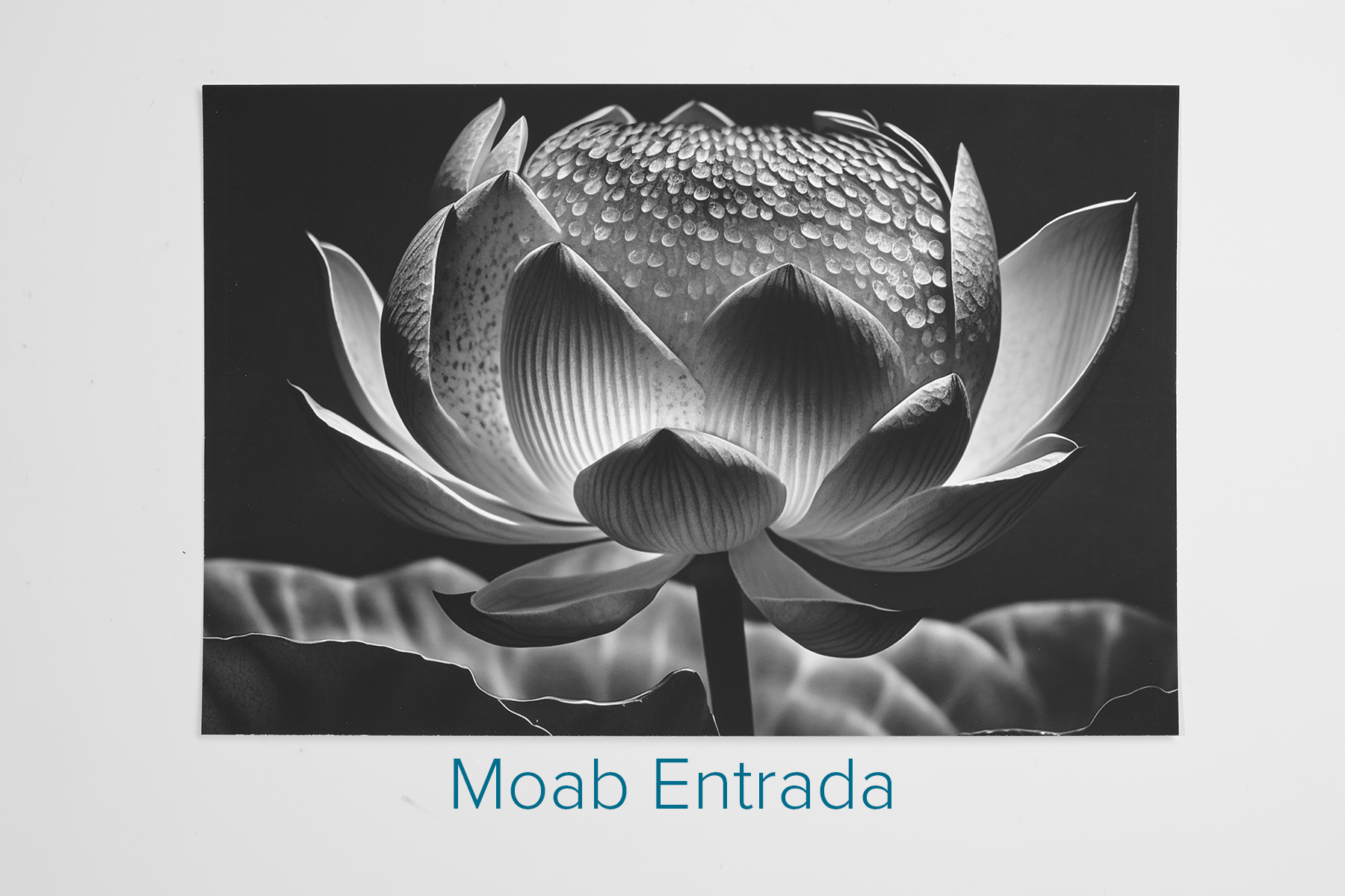 372ad8_ddde4076ce5a40e3b32c8bf984d89358~mv2.png