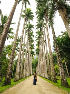 person-walking-path-lined-with-palm-trees.webp