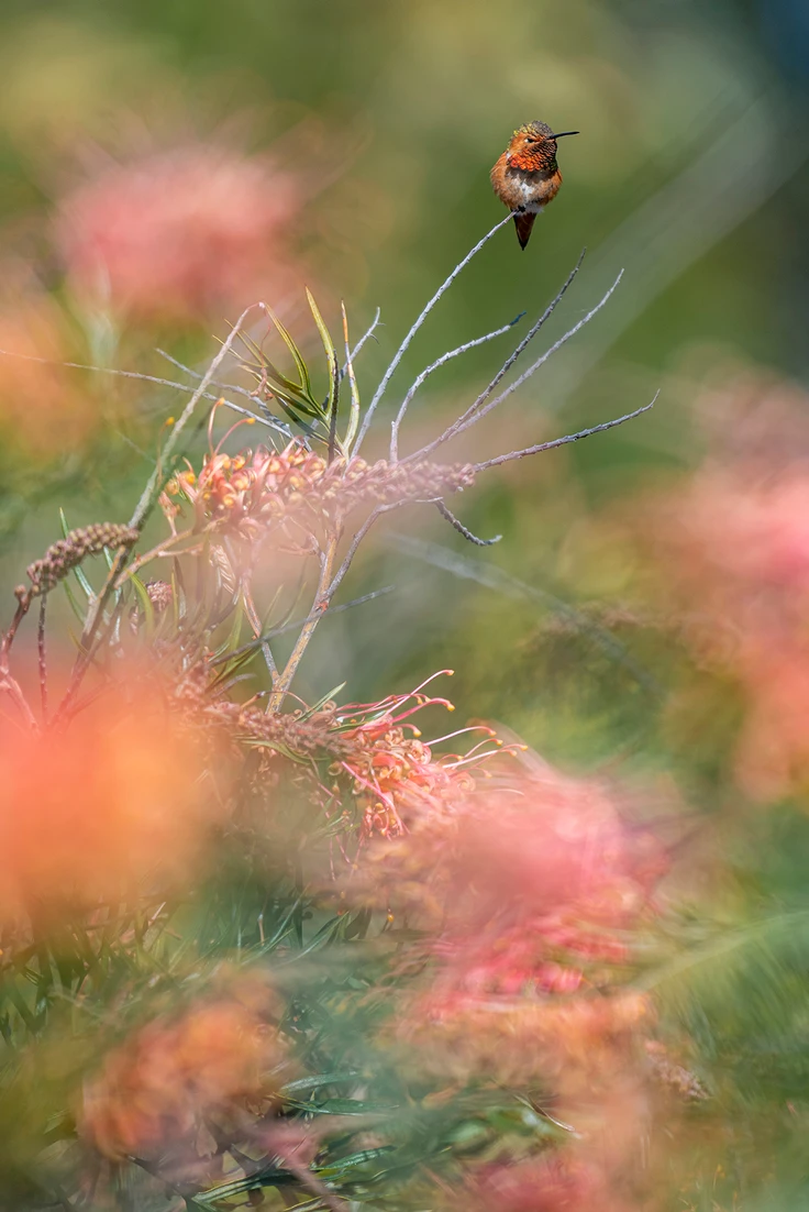hummingbird-image-by-jeff-schwab.webp