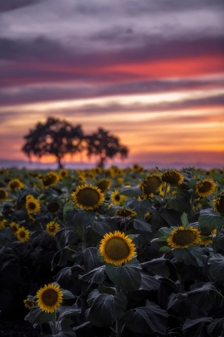 sunflowers-image-by-jeff-schwab.webp