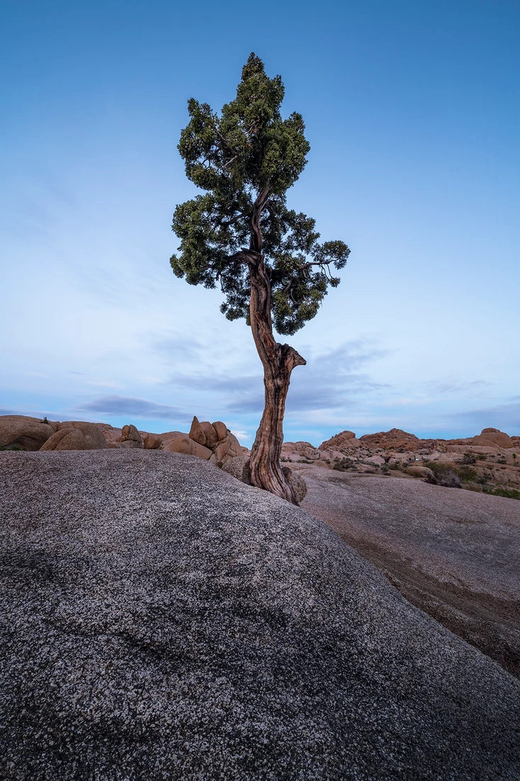 lone-tree-image-by-jeff-schwab.webp