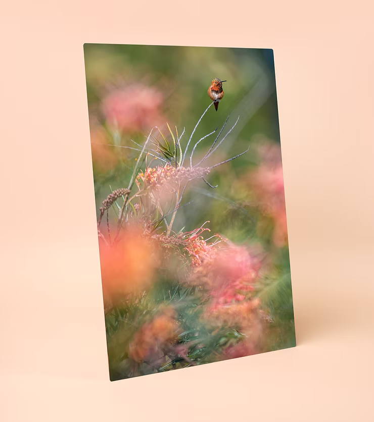 metalprint-of-hummingbird.jpg