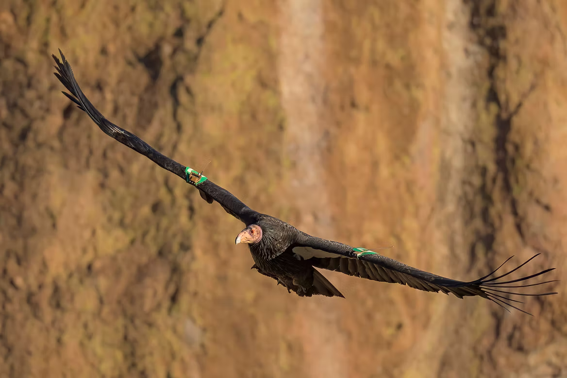 condor-with-electronics.jpg