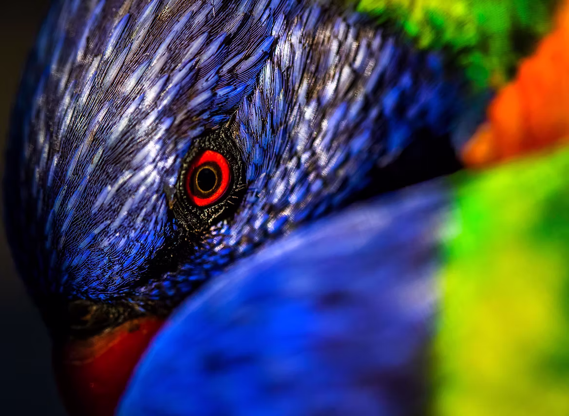 rainbow-bird-head.jpg