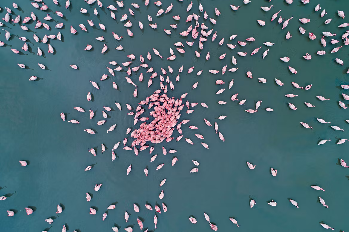 flamingoes-from-sky.jpg