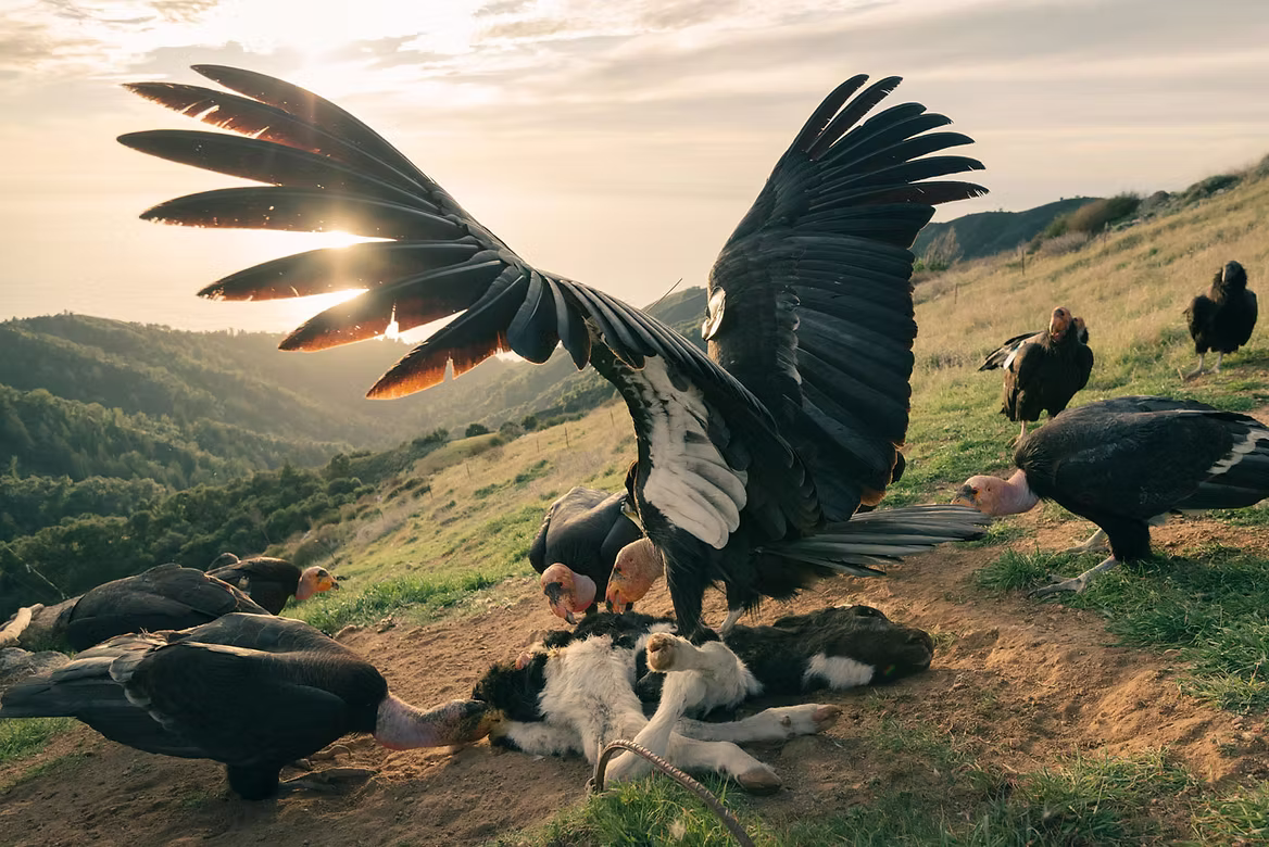 buzzards-with-goat.jpg