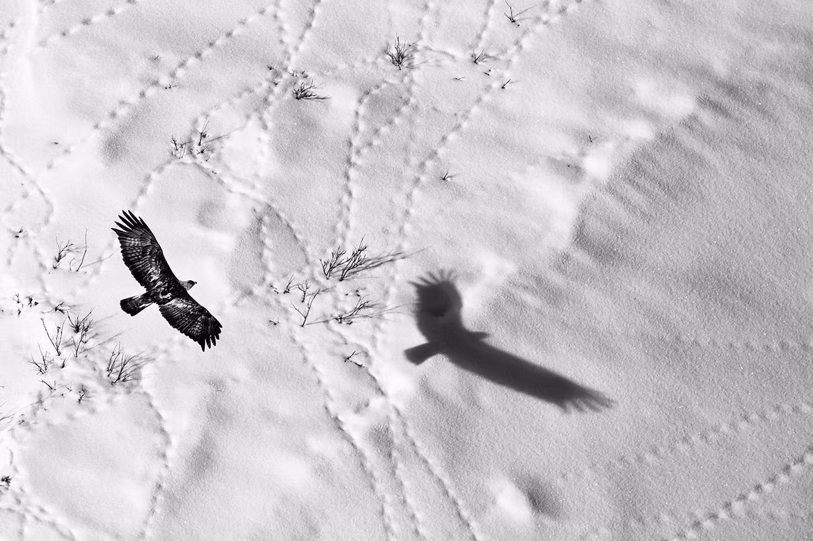eagle-over-snow.jpeg
