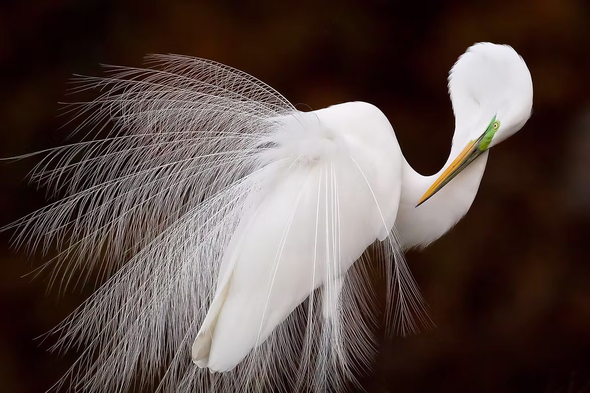 gorgeous-white-bird.jpg