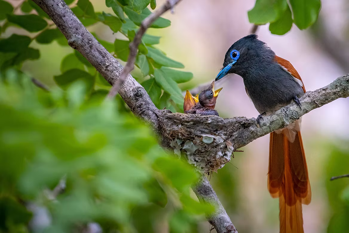 endangered-birds.jpg