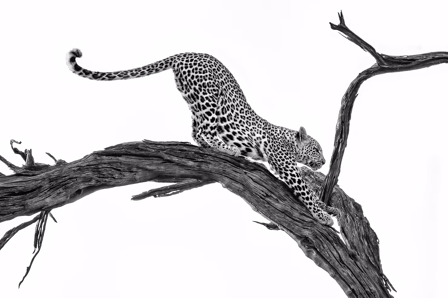 matt-hofman-cheetah.jpg