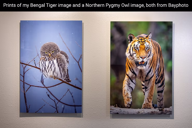 bay-prints-of-owl-and-tiger.jpg