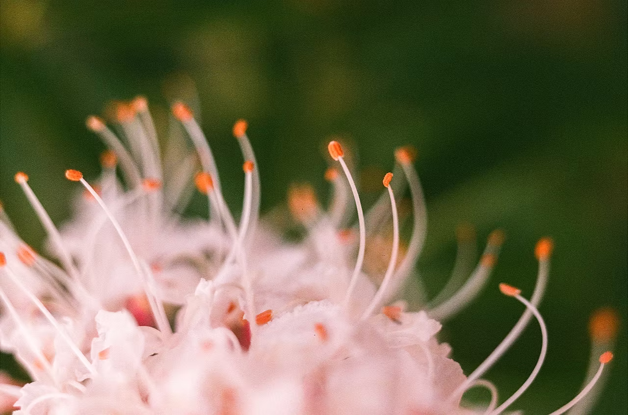 flower1.avif