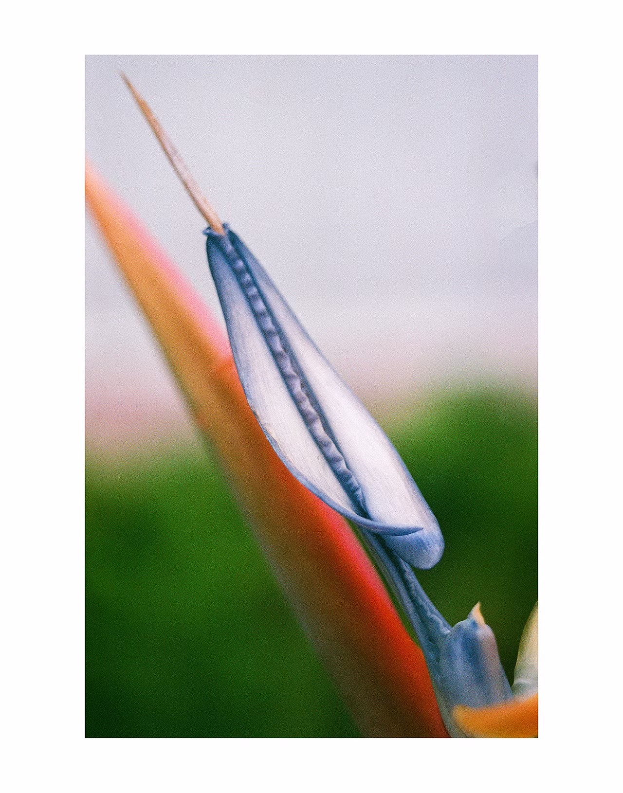 flower2.avif