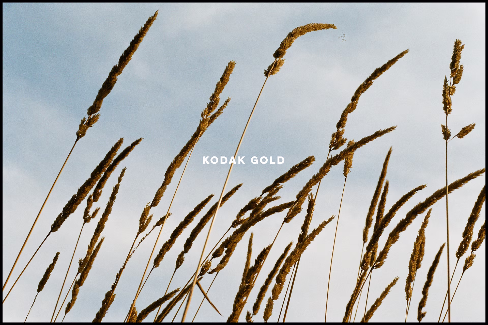 kodak-gold-grain.jpg