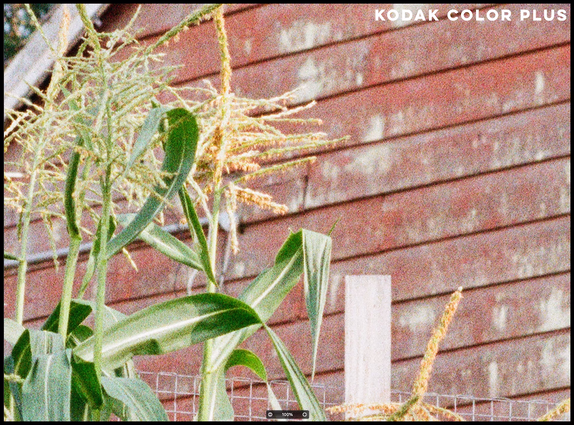 kodak-color-plus-corn.jpg