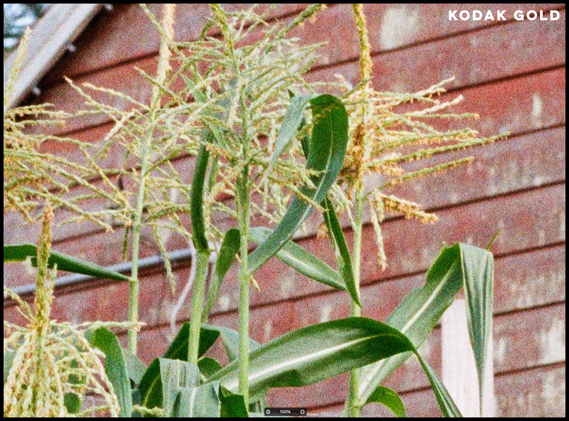 kodak-gold-corn.jpg