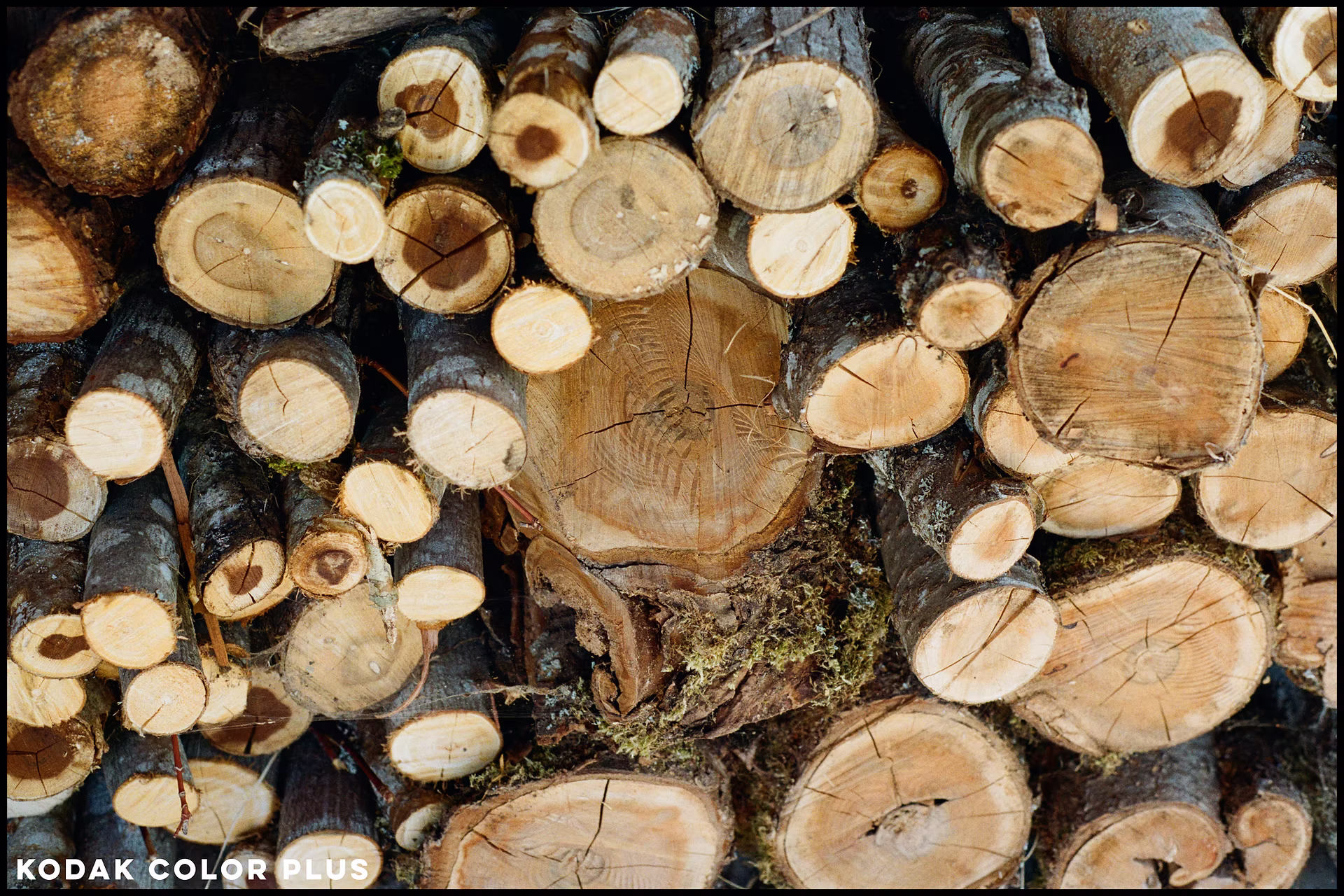 kodak-color-plus-firewood.jpg