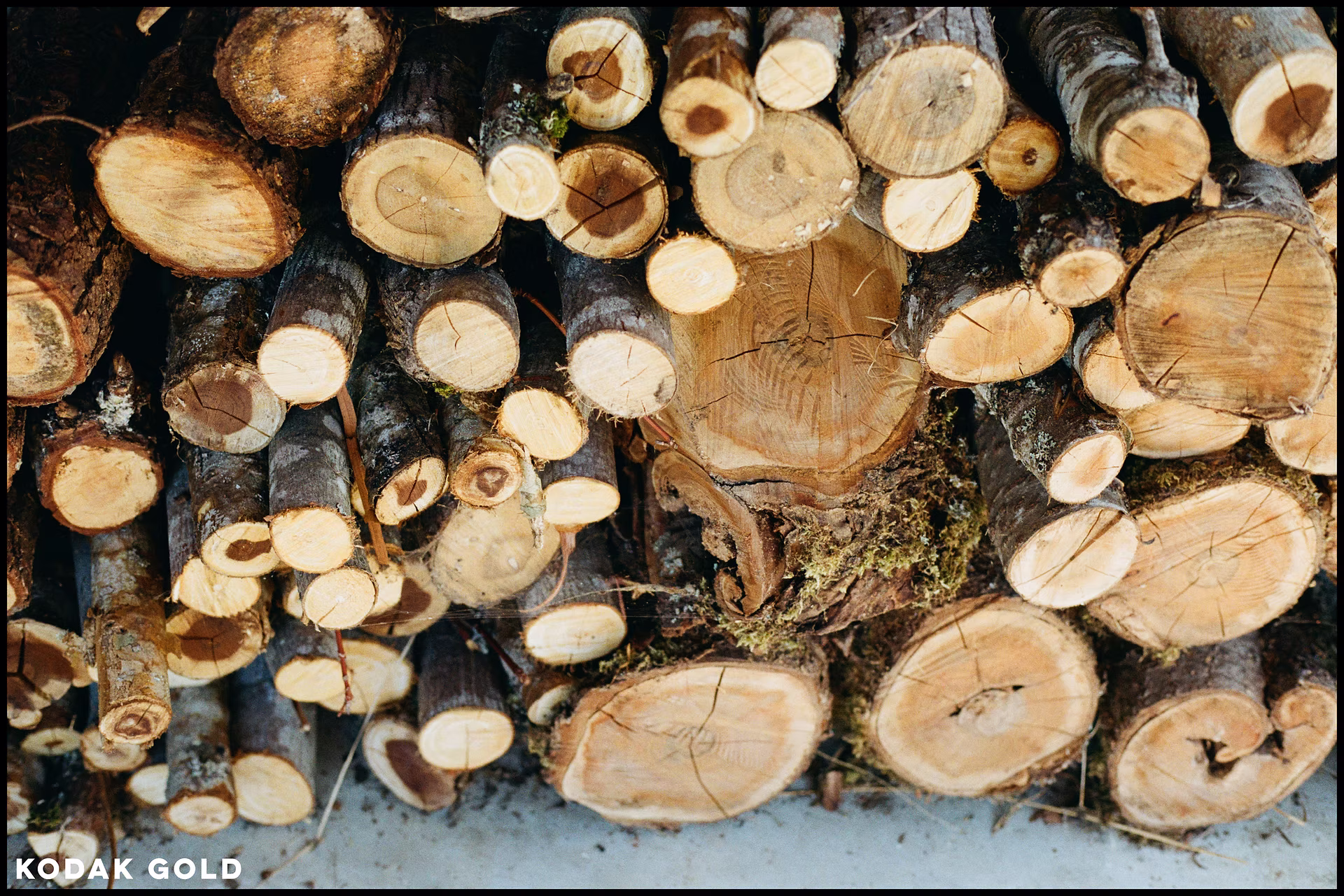 kodak-gold-firewood.jpg