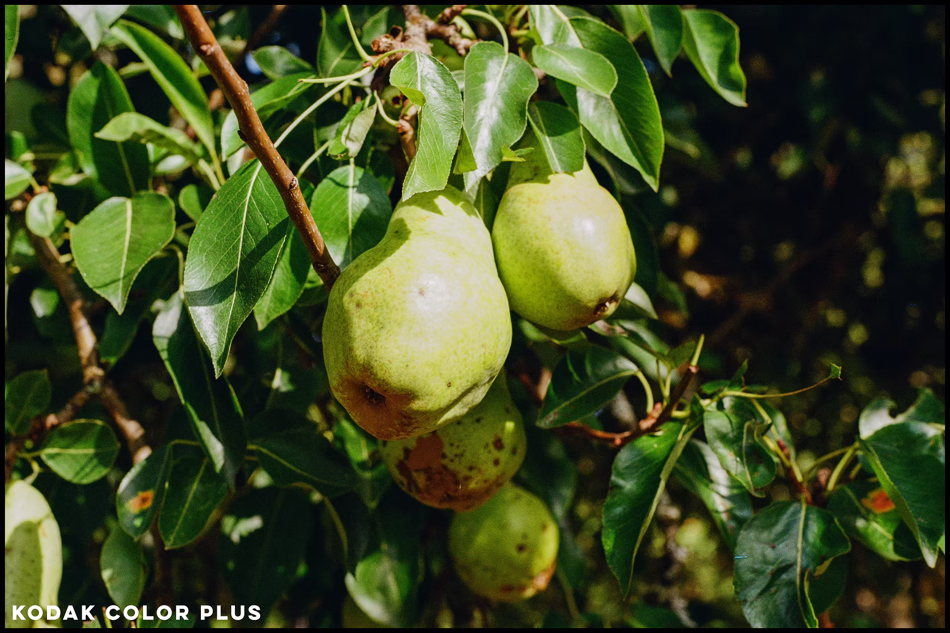 kodak-color-plus-pears.jpg