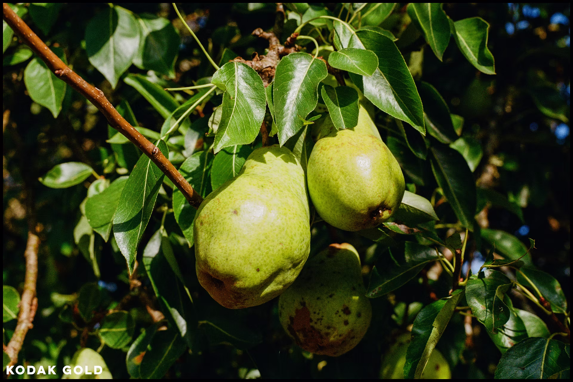kodak-gold-pears.jpg