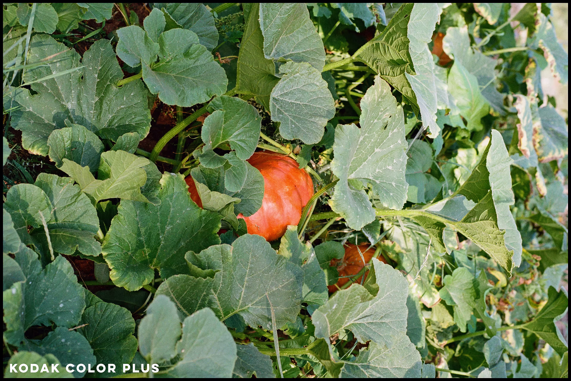 kodak-color-plus-pumpkin.jpg