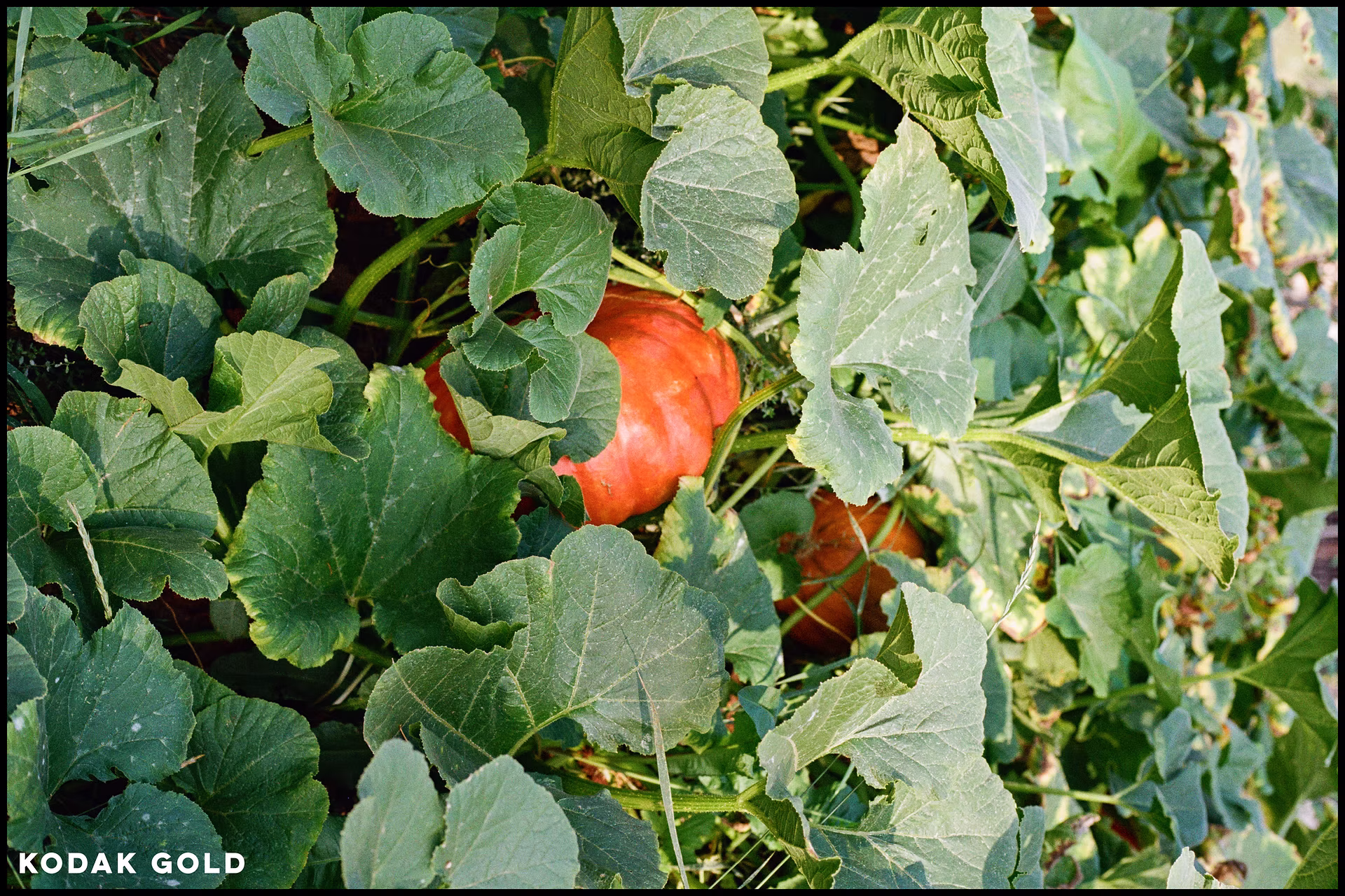 kodak-gold-pumpkin.jpg