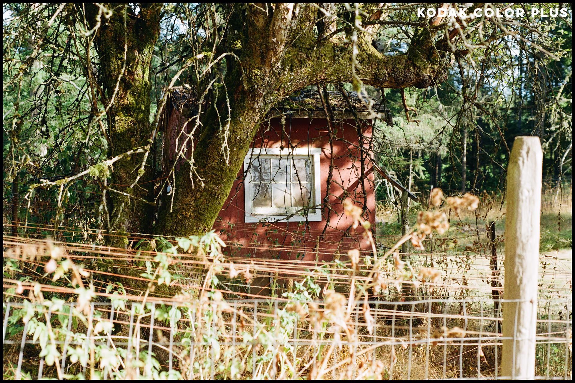 kodak-color-plus-red-shed.jpg