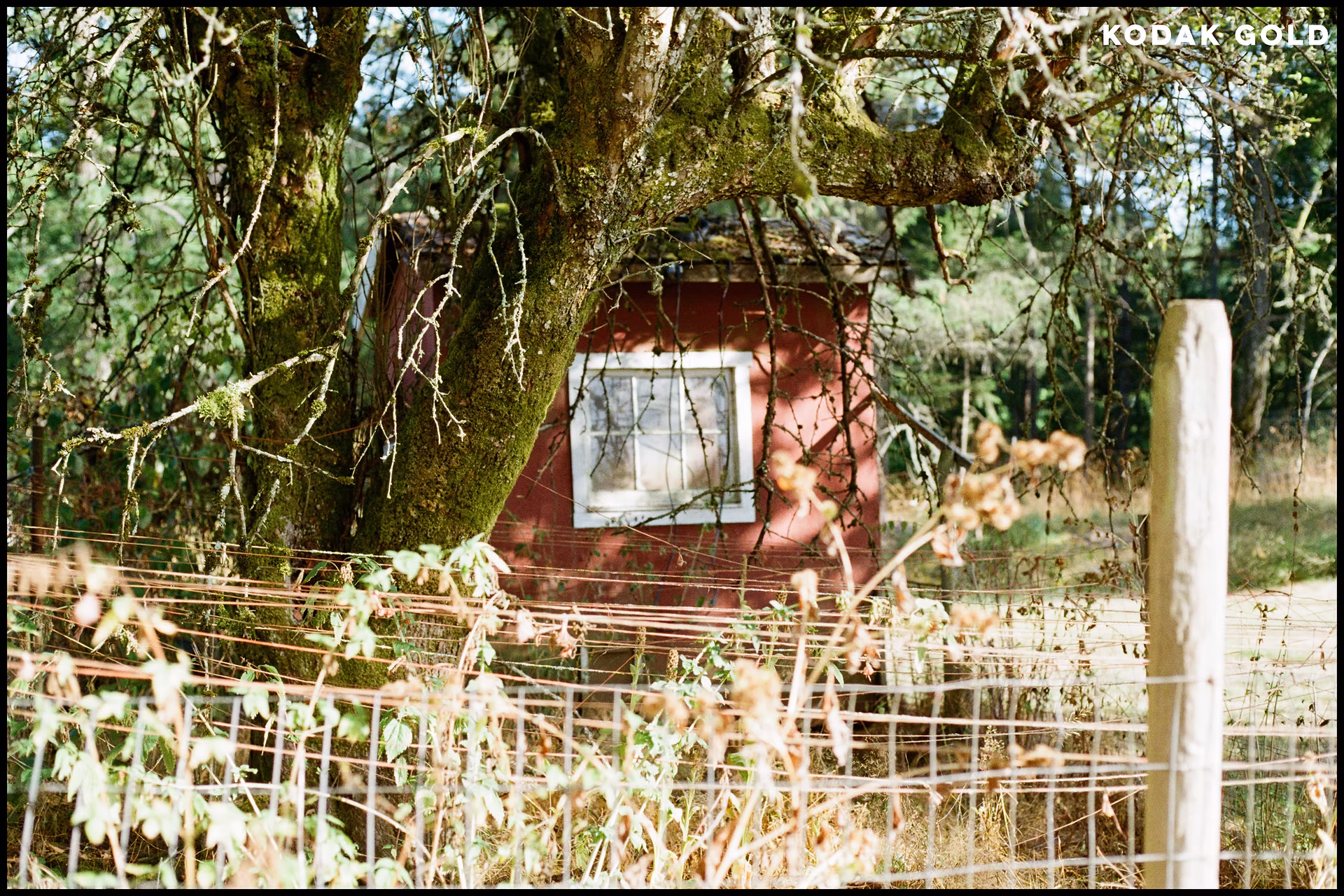 kodak-gold-red-shed.jpg